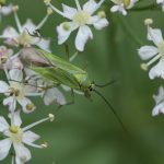 Calocoris alpestris