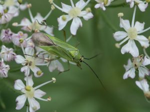 Calocoris alpestris