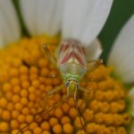 Calocoris à taches roses (calocoris roseomaculatus)