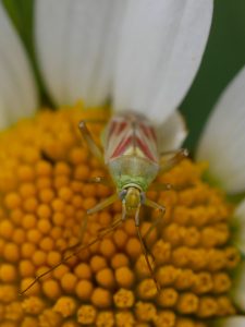 Calocoris à taches roses (calocoris roseomaculatus)